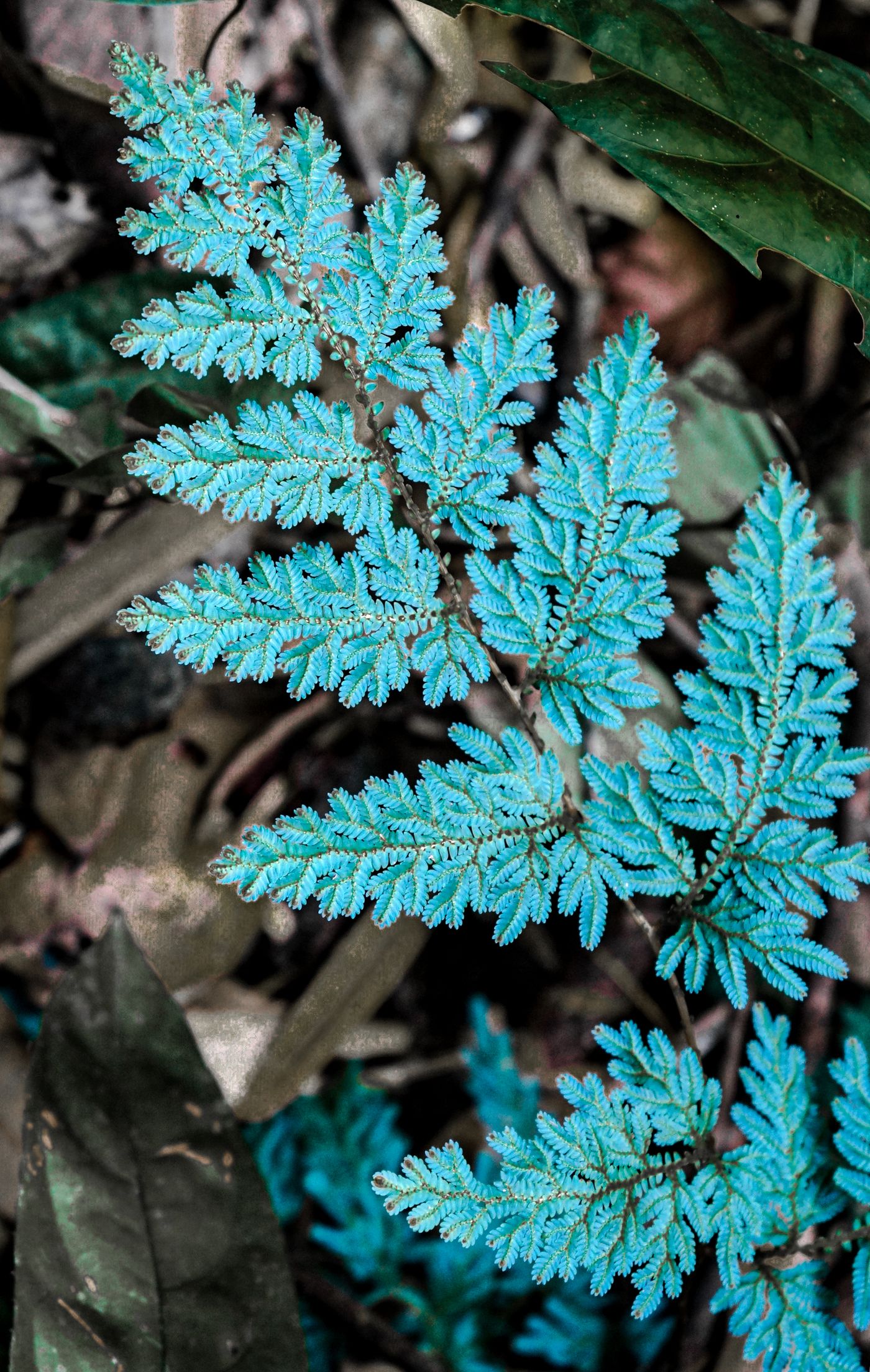 Moss, lianas and wet leaves in the undergrowth of Khao Sok