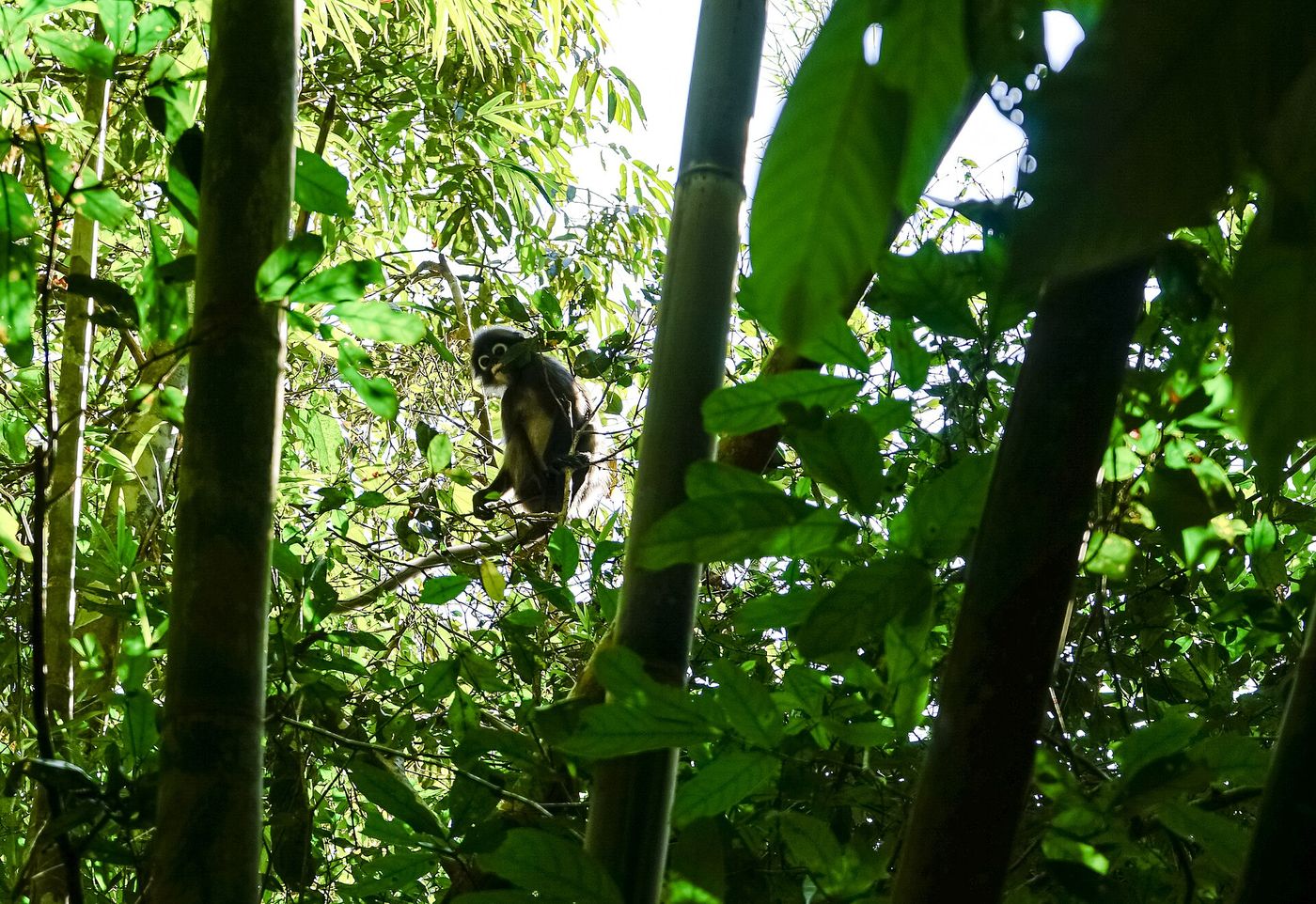 Looking up into the rainforest canopy in Khao Sok National Park