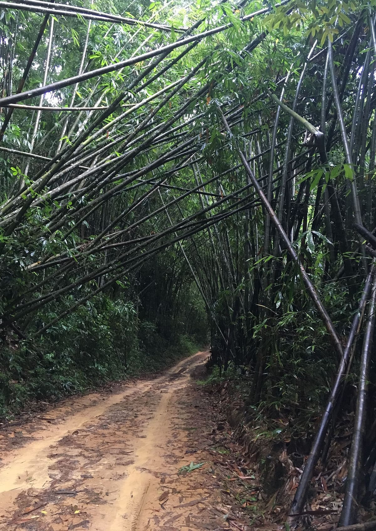 Khao Sok: Full-Day Rainforest Hike and Night Safari