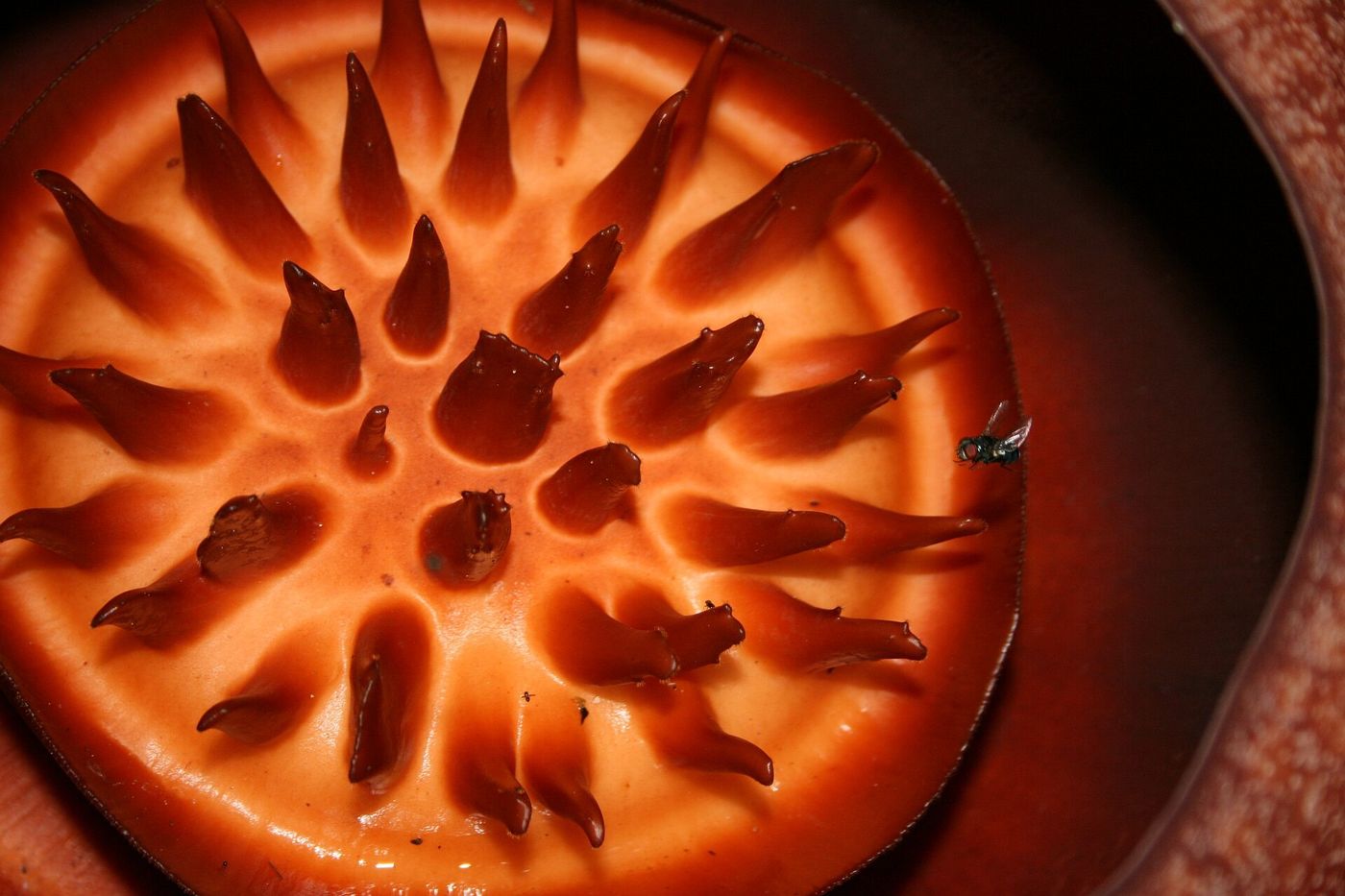 Close-up of the disc of a Rafflesia kerrii flower in Khao Sok